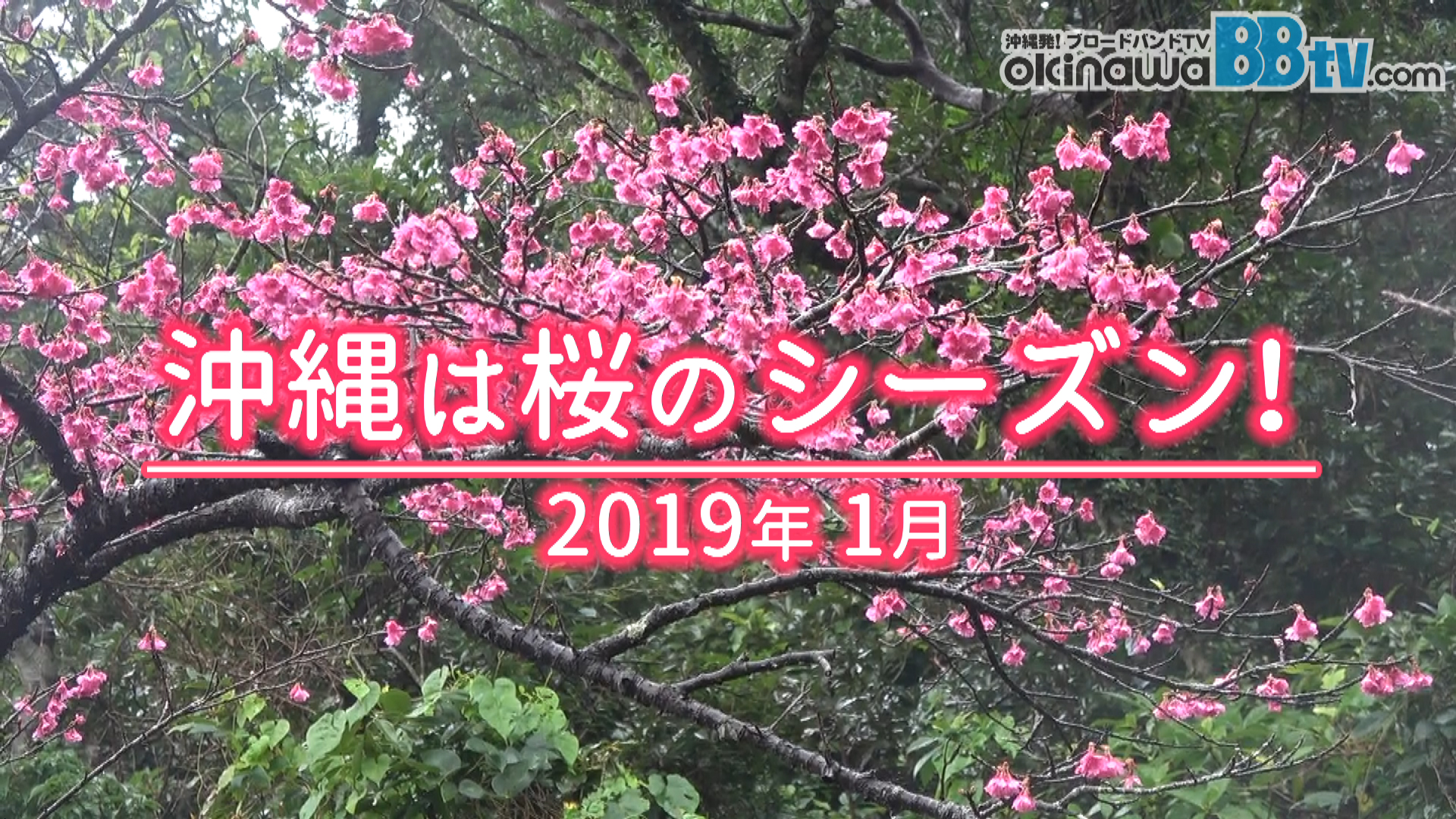 1月 沖縄は桜のシーズン