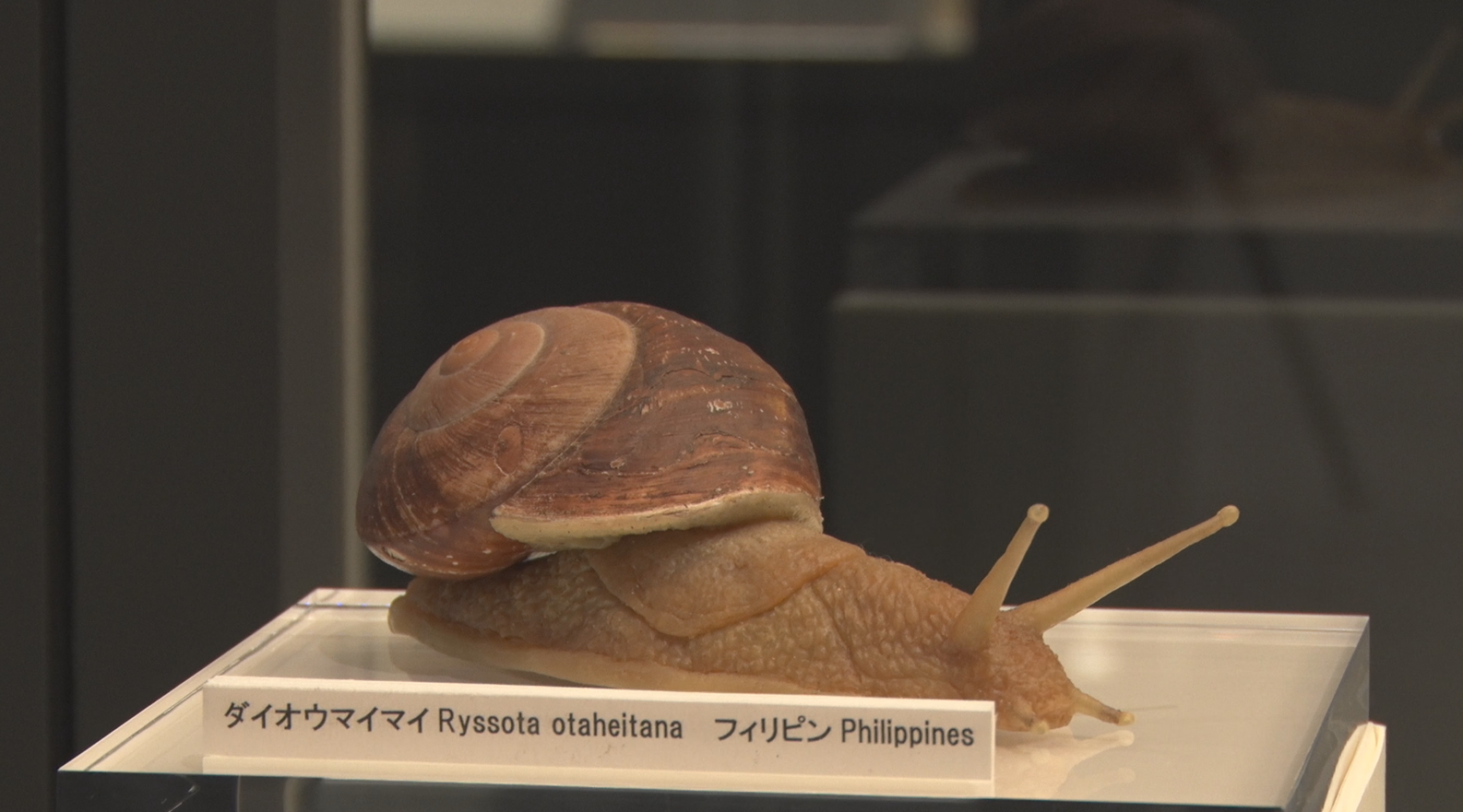 北海道 たわし カタツムリ 古道具 民芸 日本 - その他